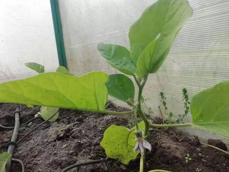 Выращивание рассады баклажана: как получить сильное растение