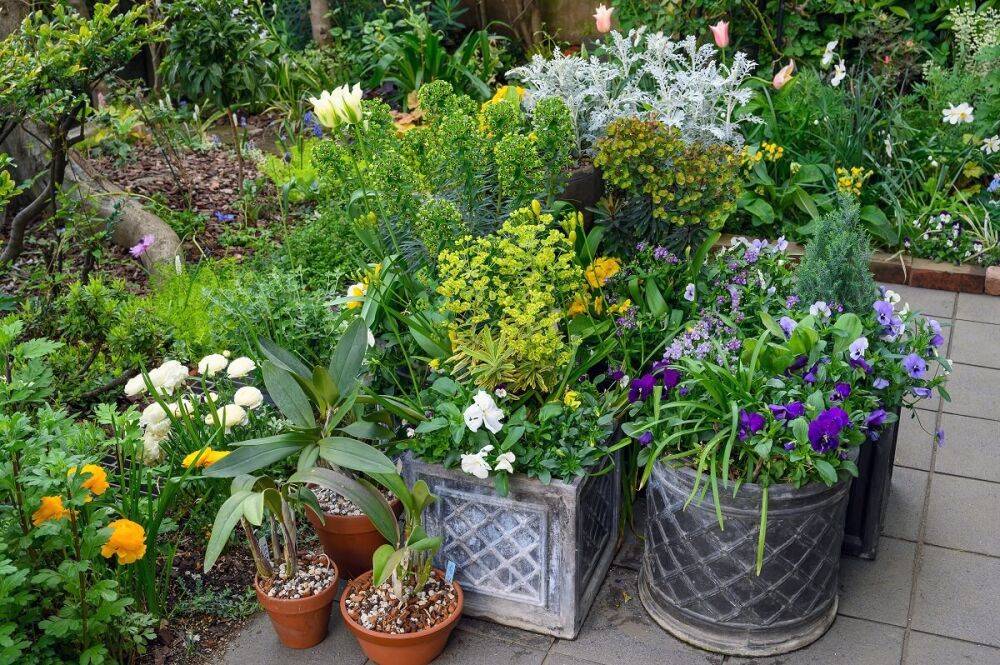 Как правильно подобрать растения для сада – советует дендролог
