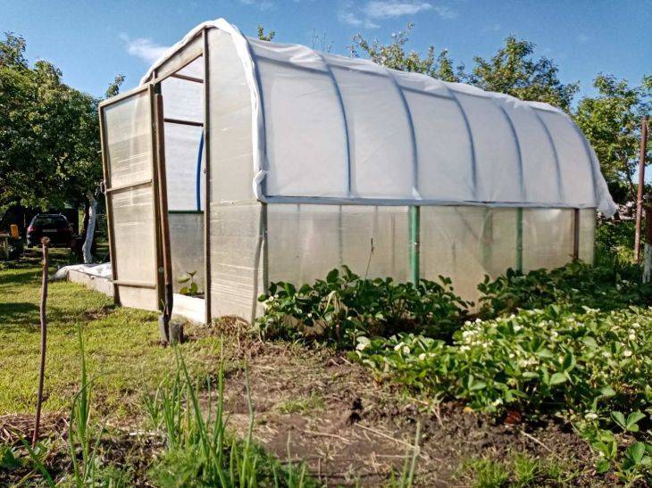Как использовать яичную скорлупу на даче: опытные огородники назвали лучшие варианты