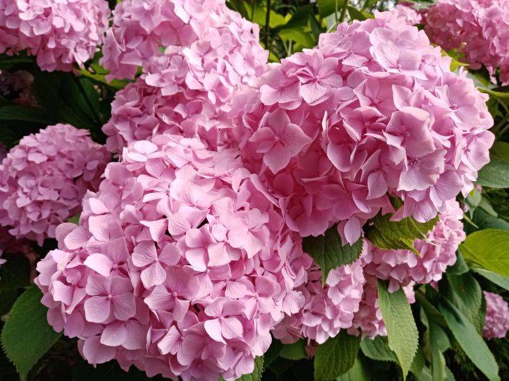 Какая подкормка подарит пышное цветение гортензии: соседи будут выведывать секрет