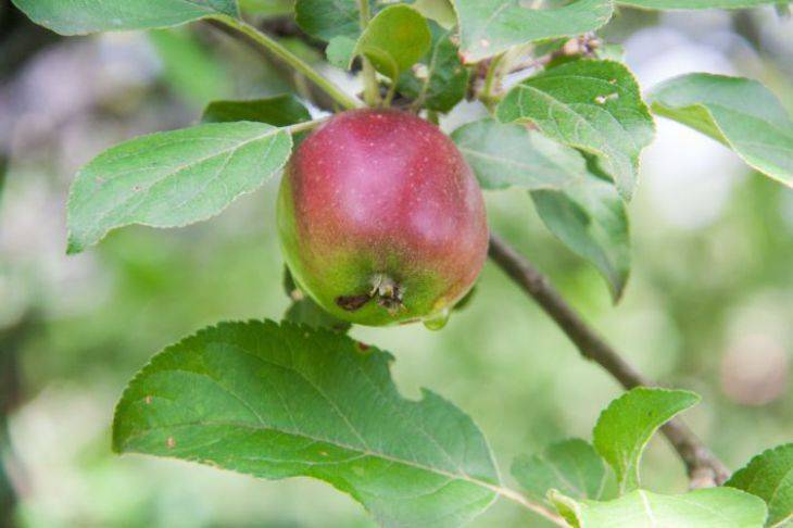 Как избавиться от яблонной плодожорки своими руками: фразу стоит понимать в буквальном смысле