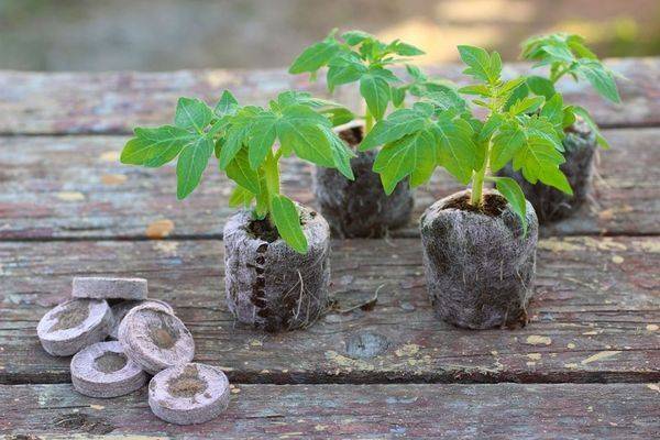 Выращивание рассады в торфяных таблетках: как сеять семена и ухаживать за рассадой, укоренять черенки