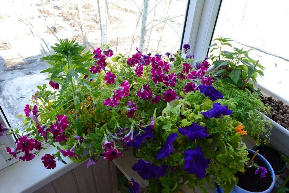 Что делать весной с цветами, которые зимовали в доме – не пропустите самое важное