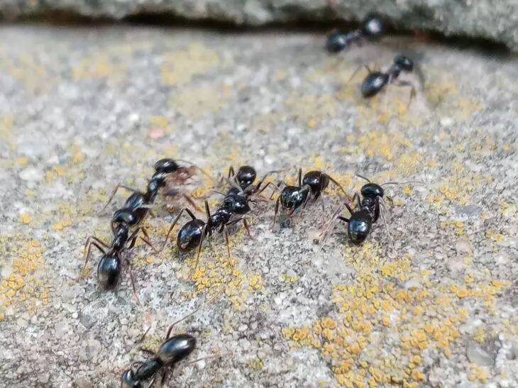 Как избавиться от муравьев на клубничной грядке: только проверенные способы