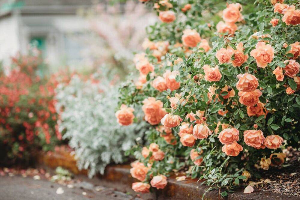 Лучшие сорта парковых роз: фото, названия, описания, советы по уходу