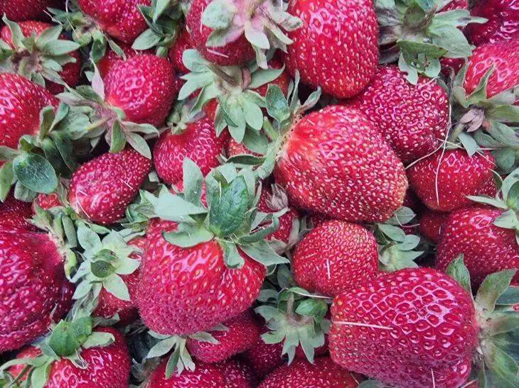 Клубничные хитрости: 3 секрета высокой урожайности ягоды