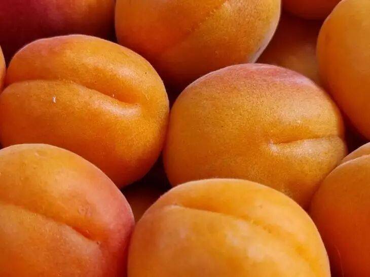 Как заставить абрикосовое дерево плодоносить как сумасшедшее: нужно лишь весной правильно подкормить