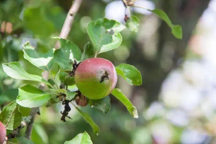 Чем опасен короед для яблонь и груш: нужно ли избавляться от пораженных деревьев