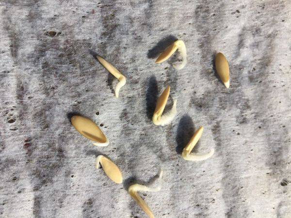 Правильное проращивание семян огурцов перед посадкой: как и в чем можно проращивать в домашних условиях