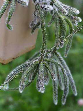Рипсалис – лесной кактус для подвесных кашпо