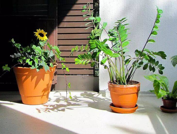 Чахлый замиокулькас вырастет под потолок: цветоводы назвали эффективное удобрение