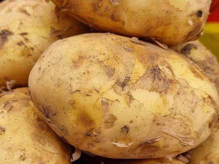 Как увеличить урожай картофеля в несколько раз: в этом помогут простые правила