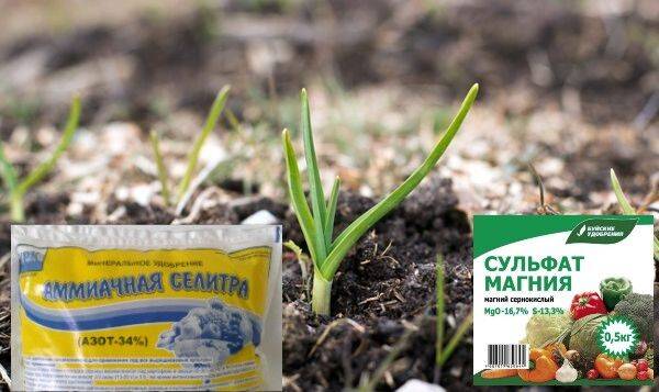 Чем подкормить чеснок в первый раз ранней весной: лучшие удобрения для старта активного роста и развития