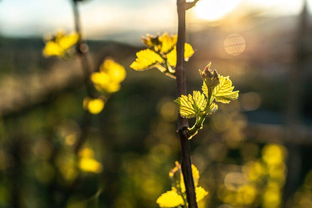Главные работы в винограднике весной