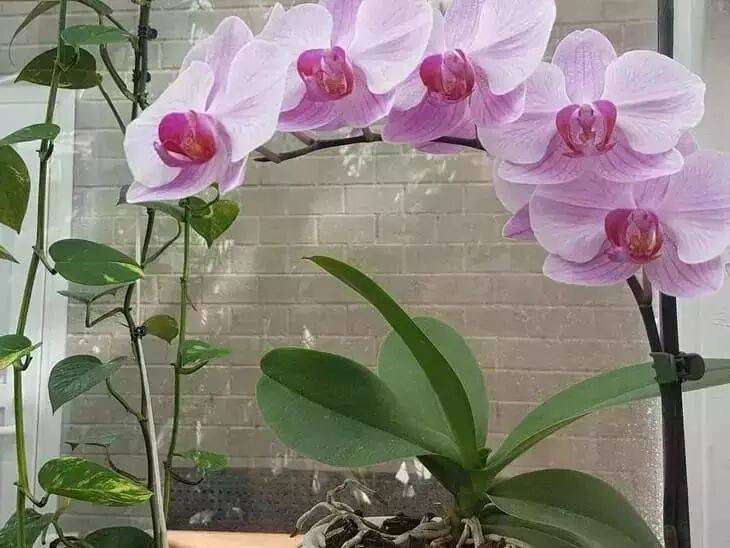 Как заставить орхидею выпустить цветонос: пышно зацветет на глазах