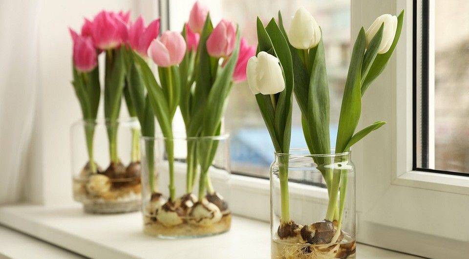 Как вырастить тюльпаны в домашних условиях