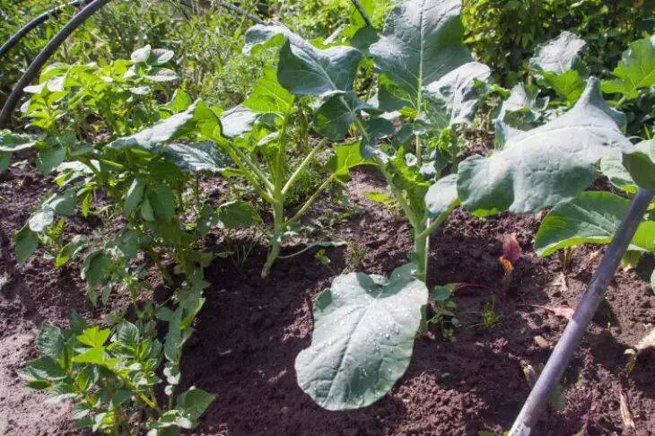 Как вырастить кольраби и другую капусту прямо на огороде: упрощенный способ