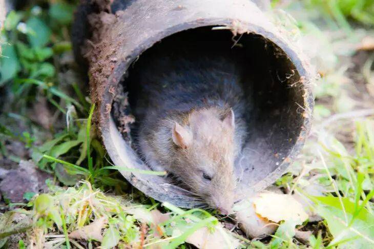 Как избавиться от мышей на участке при помощи растений: верное средство