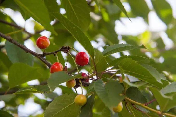 Все, что нужно знать о весенней посадке вишни: теперь с задачей справится даже новичок