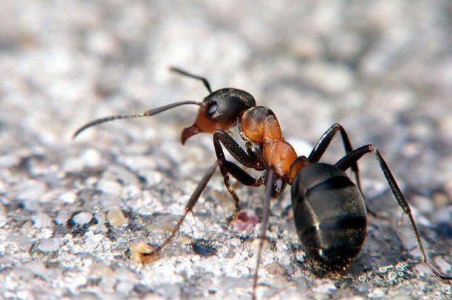 Как быстро избавиться от муравьев на участке?