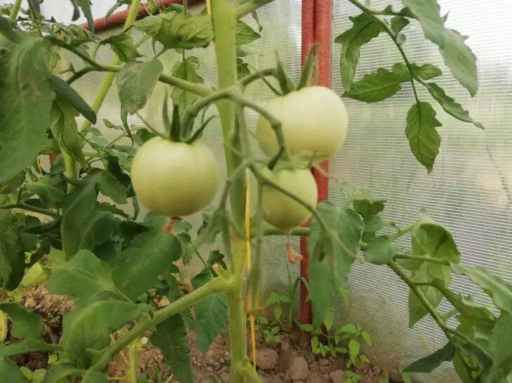 Чем обработать томаты, чтобы избавиться от тли: раствор из одного ингредиента