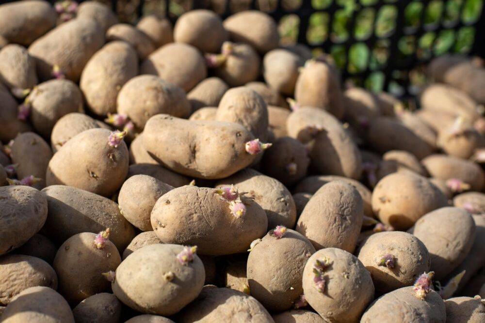 Как выбрать картофель для посадки
