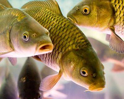 Профилактика болезней снижает ущерб в рыбоводческих хозяйствах