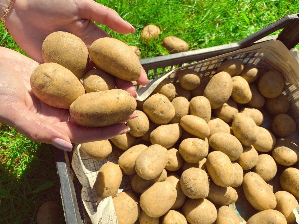 Что такое репродукция картофеля