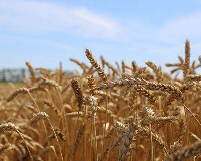 «СовЭкон» предупредил о неминуемом сокращении производства зерновых и масличных в России