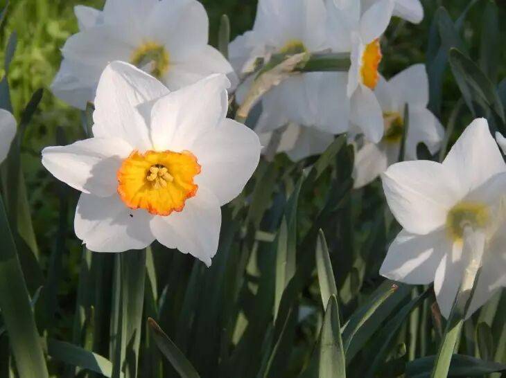Чем подкормить весной тюльпаны, нарциссы и другие луковичные: секреты шикарного цветения