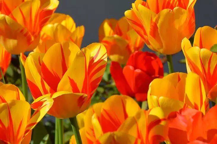 Что нужно сделать с тюльпанами, когда они только проклюнутся: бутоны будут красивее, чем на картинке