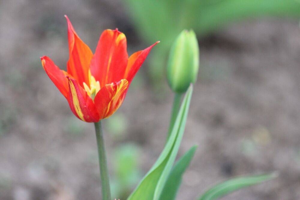 Почему измельчали тюльпаны: 5 главных причин