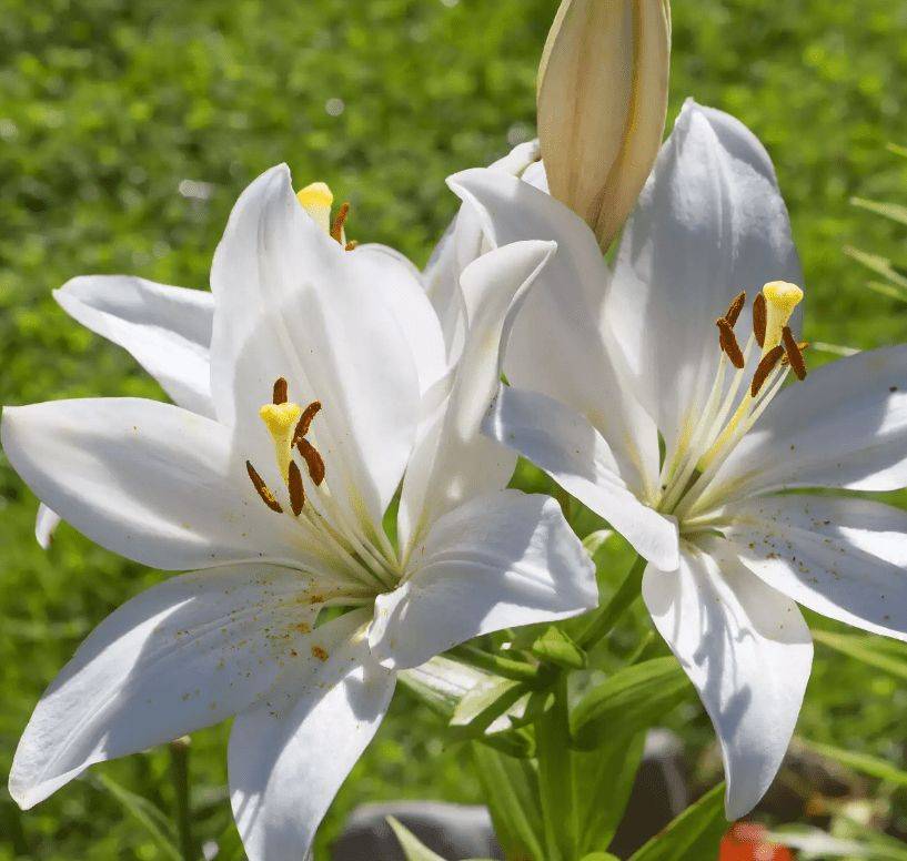 Белые лилии: фото в саду, названия, описание