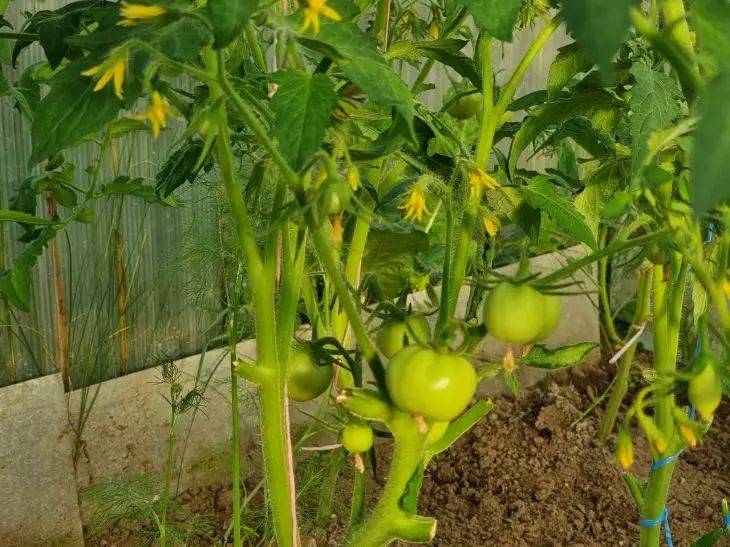 Почему томаты «жируют»: из-за этой ошибки крупной растет только листва