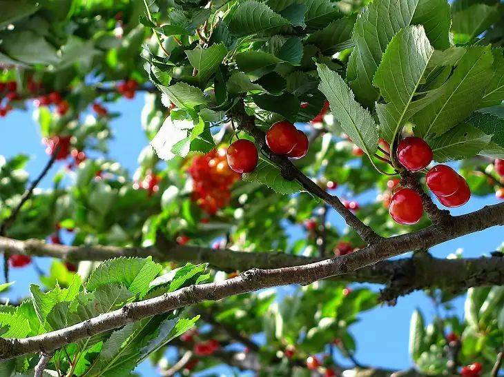 Ветки вишни будут гнуться под тяжестью ягод: какое удобрение нужно внести в мае-июне