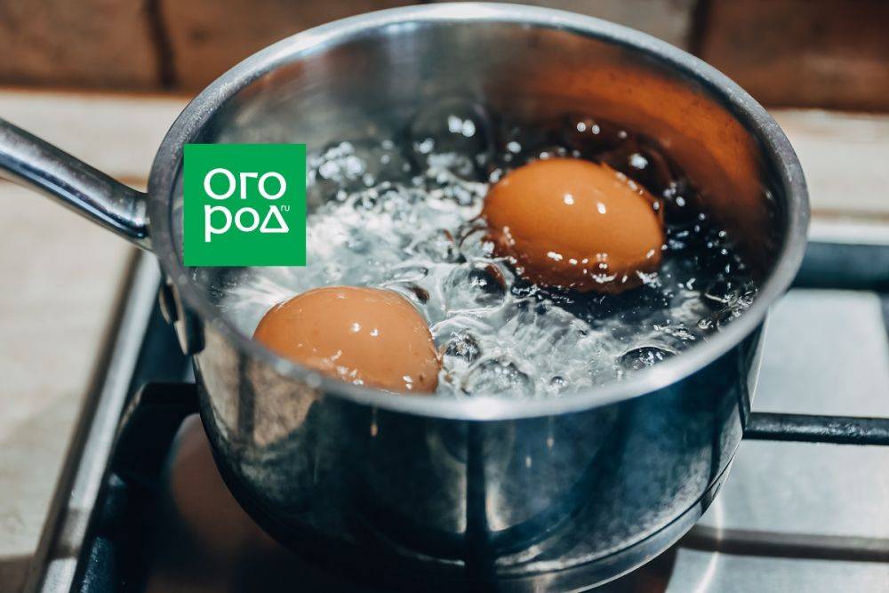 Как правильно варить куриное яйцо