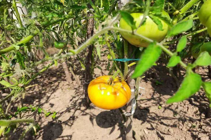 От трещин на помидорах ничего не спасет, если поливать томаты в это время суток: дачникам на заметку