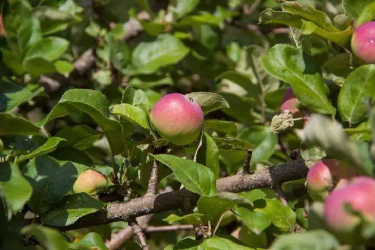 Яблоня обожает настой из этого «мусора»: дерево расщедрится на рекордный урожай