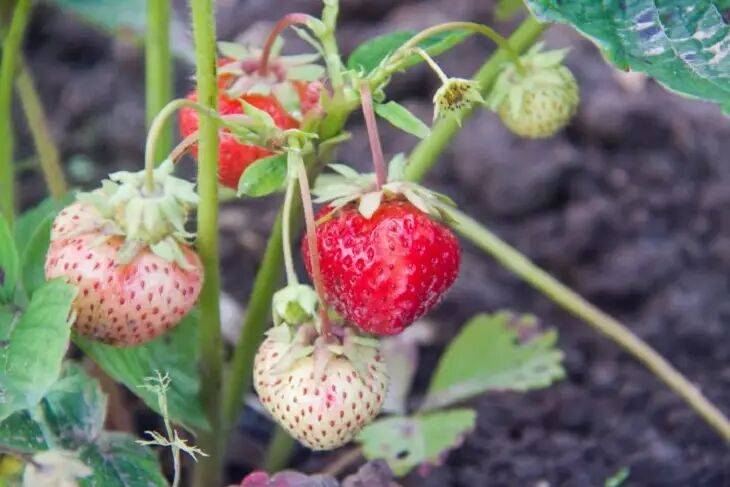 Долгоносик не тронет сочные ягоды клубники: этот раствор спасет урожай