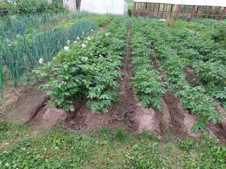 Что надо бросить в лунку при посадке картофеля для замечательного урожая: хитрый трюк