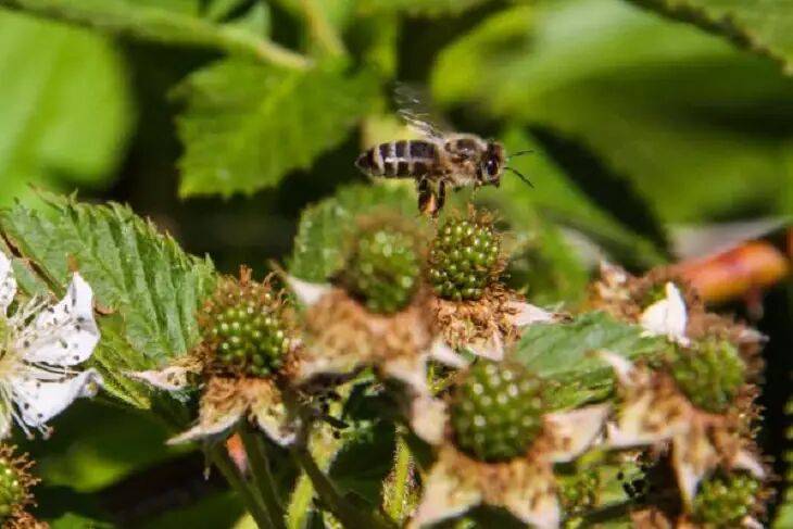 Как привлечь на дачный участок пчел: ни один опылитель не пролетит мимо этого угощения