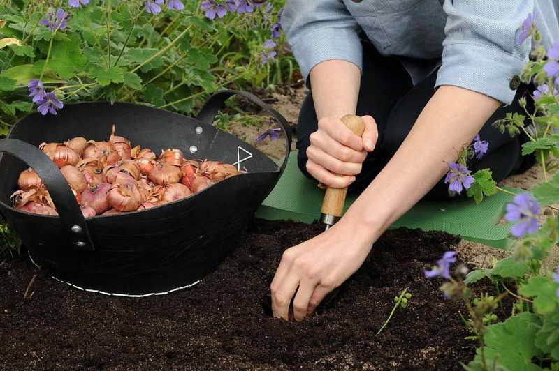 Советы садовода по выращиванию гладиолусов