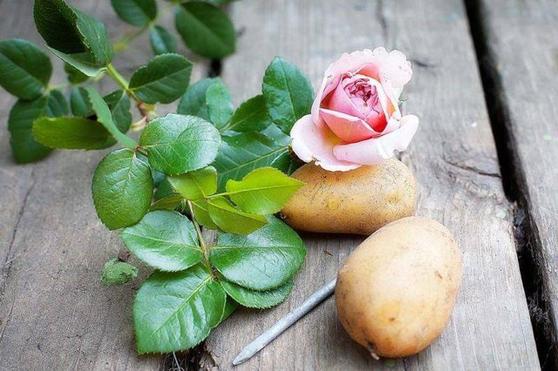 Выращивание роз в картошке для обильного цветения