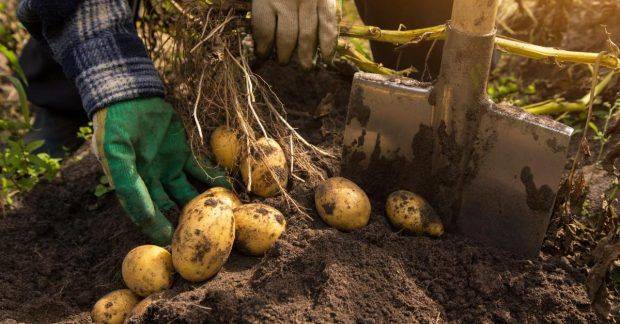 Удобрения для картофеля - чем подкормить овощ летом
