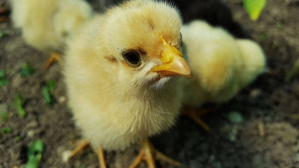 Ученые выяснили как определять пол цыплят внутри яйца только по запаху