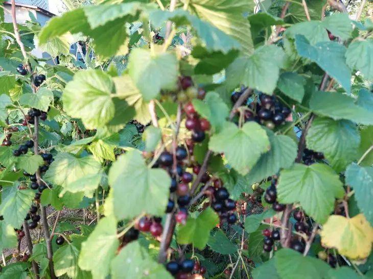 Больше никаких кислых ягод: эти сорта черной смородины признаны самыми сладкими
