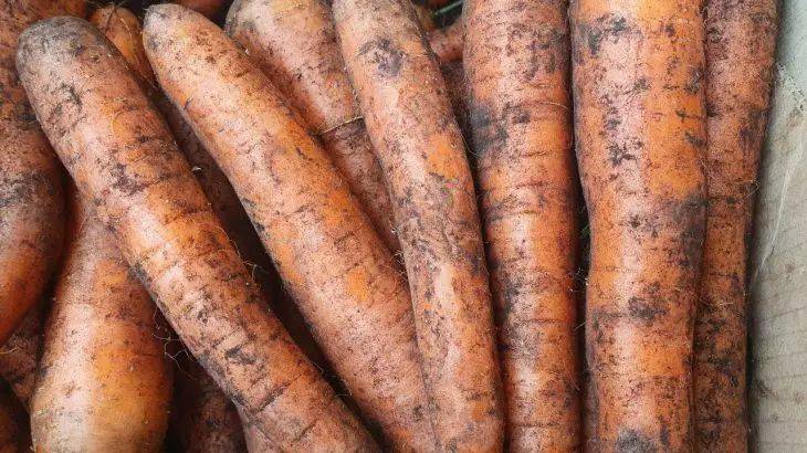 В июле морковь важно подкормить: хитрость, чтобы было наращивание корнеплода