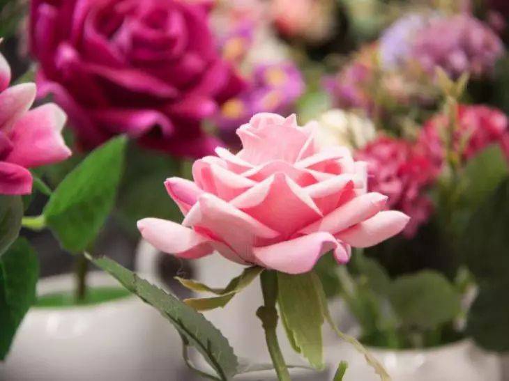 Какое простое средство поможет розе пышно и долго цвести: не все дачники знают