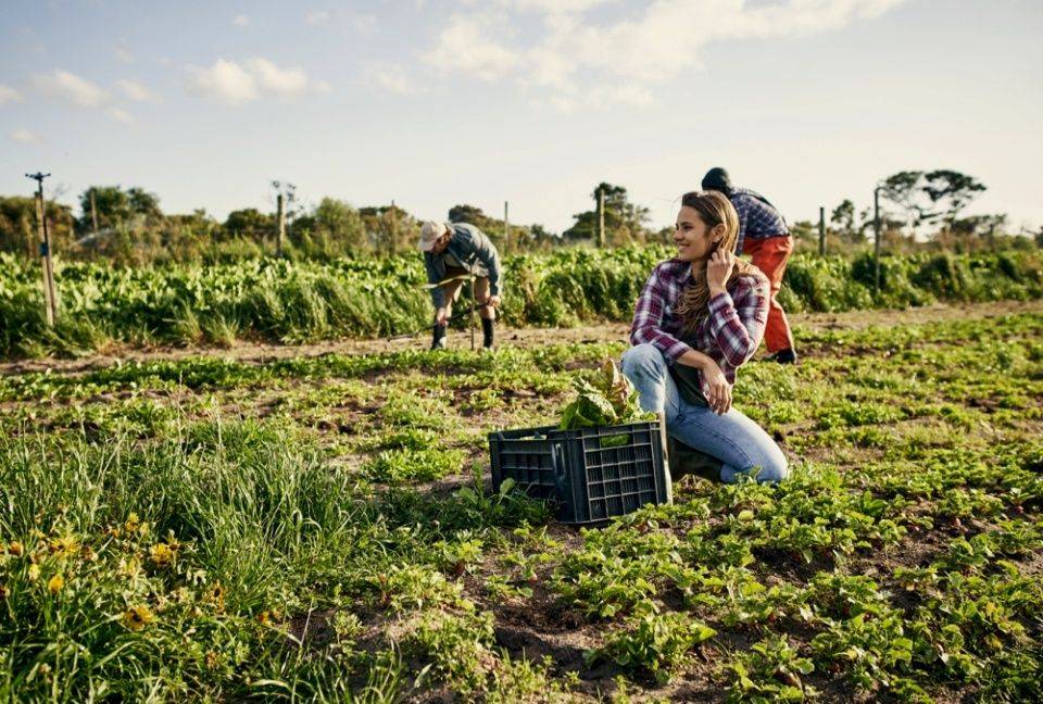 Farms group. Форма для сельхозпроизводителей. Agricultural workers Uzbekistan. Agrarian indicators pic. Seasonal worker picture.