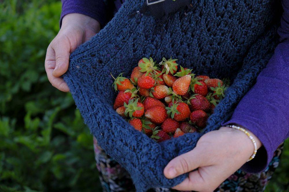 На Прикарпатье производители ягод сплачиваются для более эффективной продажи урожая
